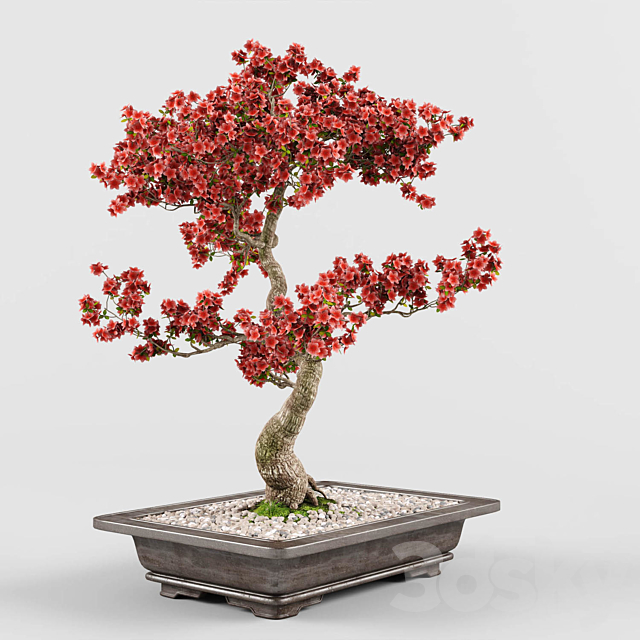 Sakura Bonsai Tree 02 3DSMax File - thumbnail 3