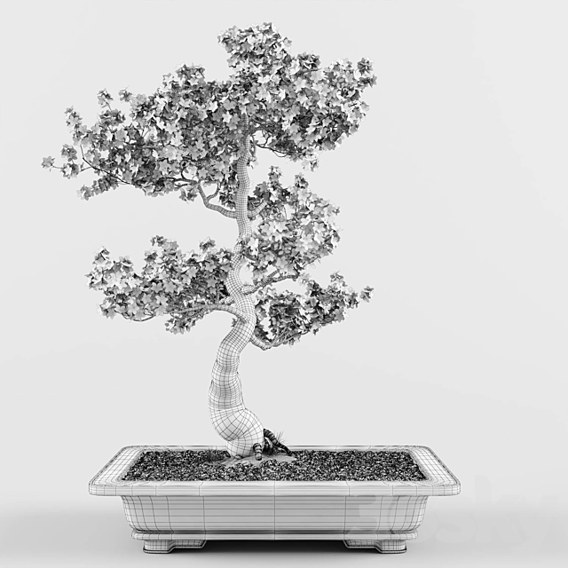 Sakura Bonsai Tree 02 3DSMax File - thumbnail 4