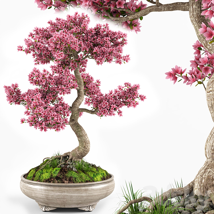 Sakura bonsai tree 3DS Max - thumbnail 1