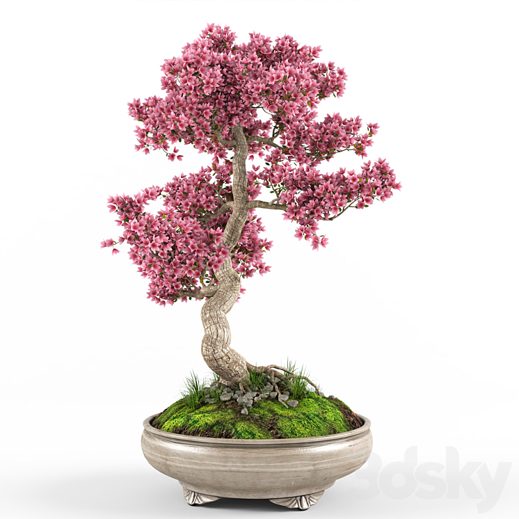 Sakura bonsai tree 3DS Max - thumbnail 2