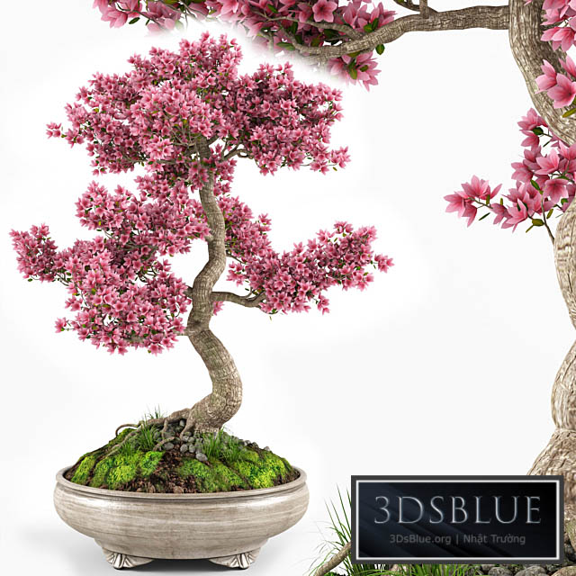 Sakura bonsai tree 3DS Max - thumbnail 3