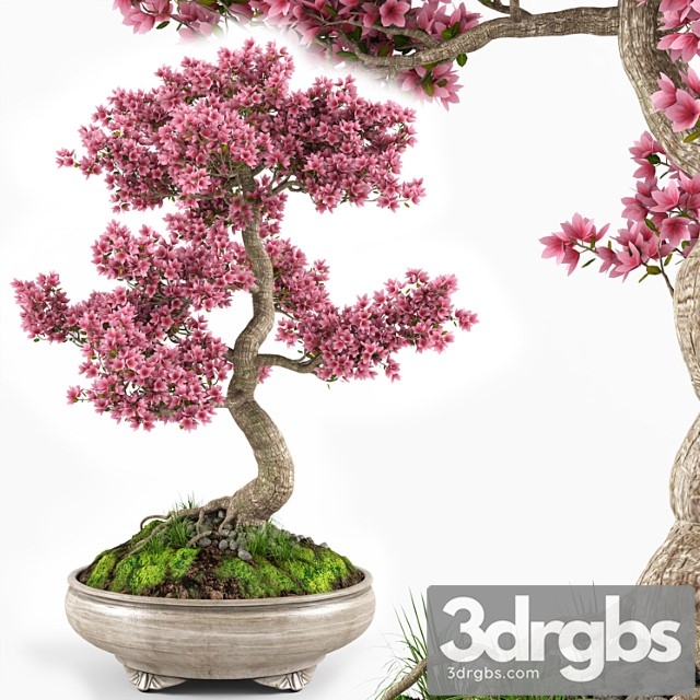 Sakura bonsai tree - thumbnail 1