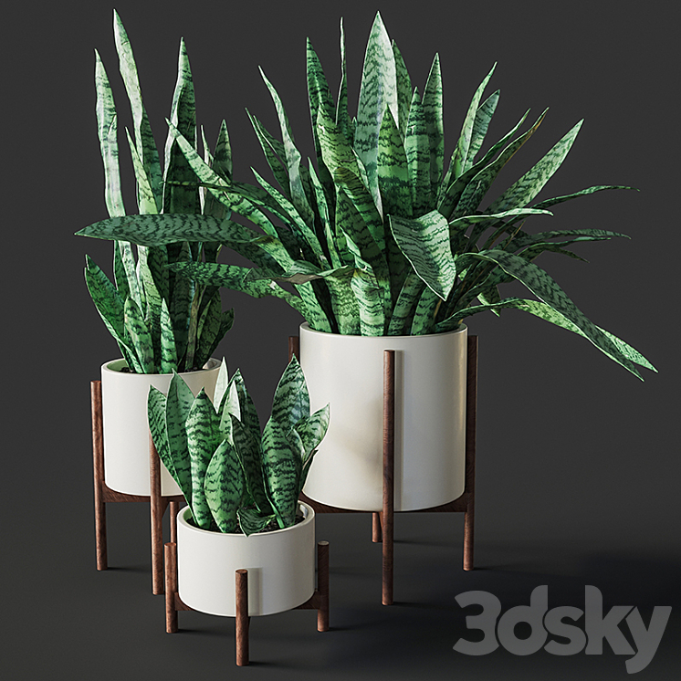 Sansevieria 2 3DS Max - thumbnail 1