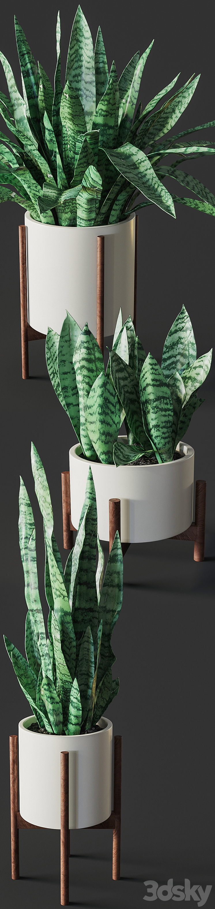 Sansevieria 2 3DS Max - thumbnail 2