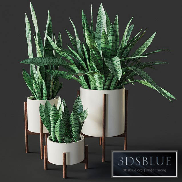 Sansevieria 2 3DS Max - thumbnail 3