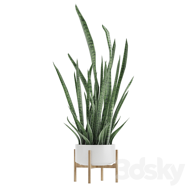 Sansevieria 2 3DS Max Model - thumbnail 2