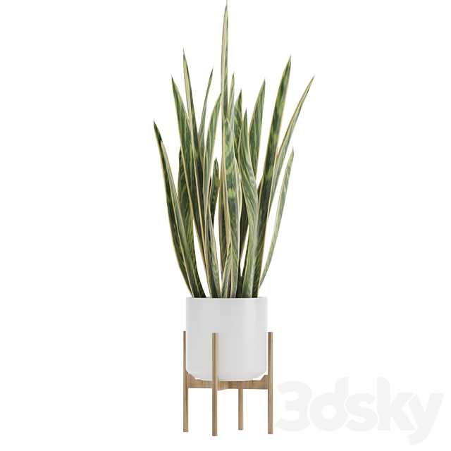 Sansevieria 2 3DS Max Model - thumbnail 3