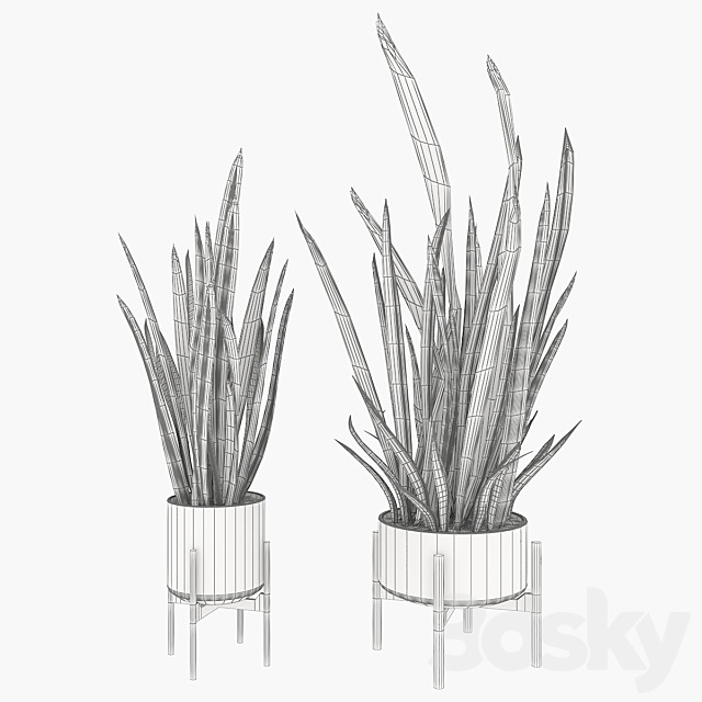 Sansevieria 2 3DS Max Model - thumbnail 4