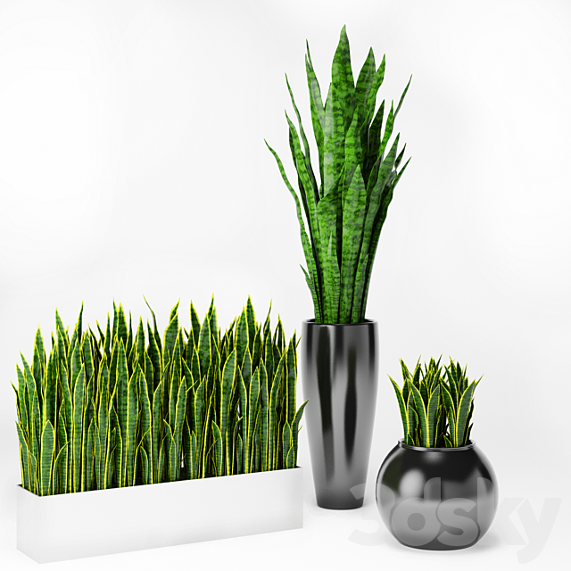 Sansevieria 2 3DSMax File - thumbnail 1