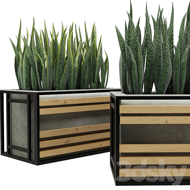 Sansevieria 3DS Max Model - thumbnail 2