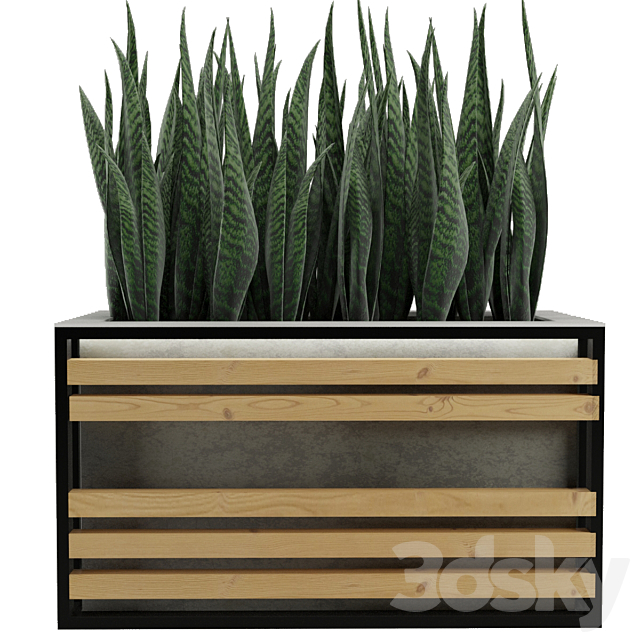 Sansevieria 3DS Max Model - thumbnail 3