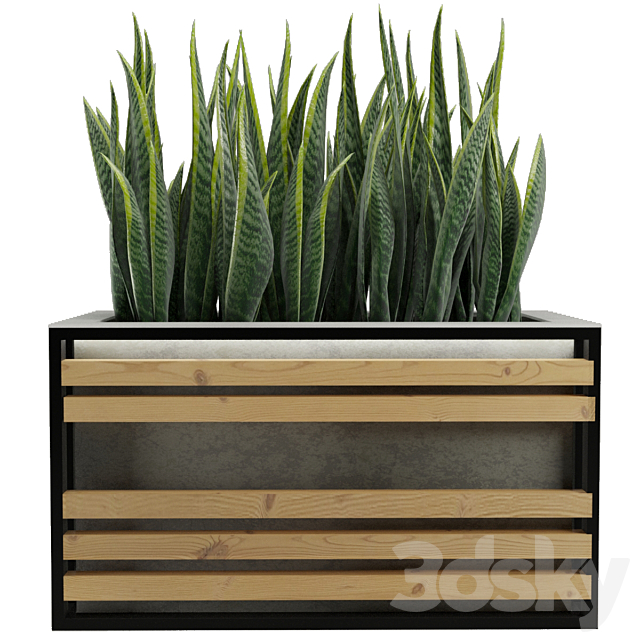 Sansevieria 3DS Max Model - thumbnail 4