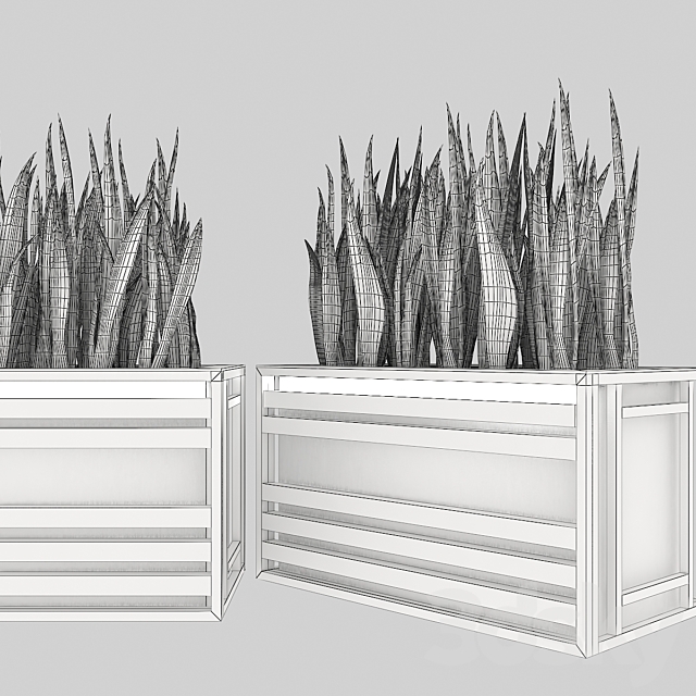 Sansevieria 3DS Max Model - thumbnail 5