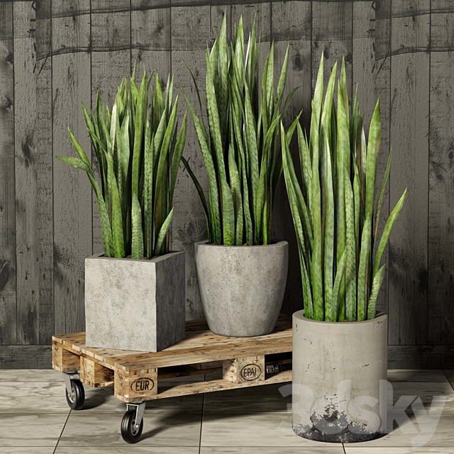 Sansevieria 3DSMax File - thumbnail 1