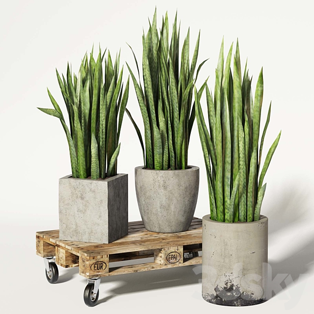 Sansevieria 3DSMax File - thumbnail 2