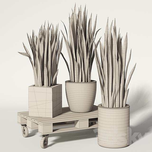 Sansevieria 3DSMax File - thumbnail 3