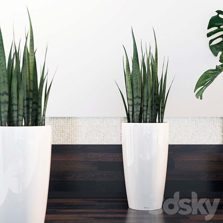 sansevieria monstera 3DS Max - thumbnail 2