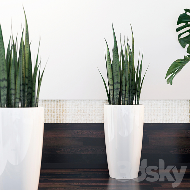 sansevieria. monstera 3DSMax File - thumbnail 2