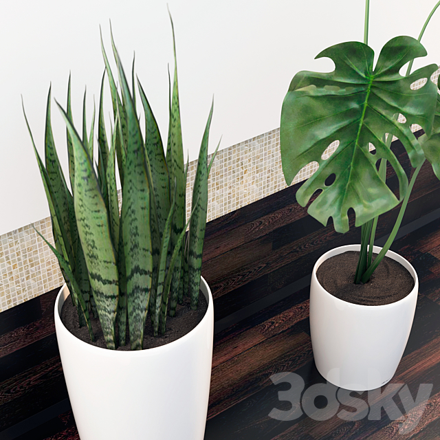 sansevieria. monstera 3DSMax File - thumbnail 3