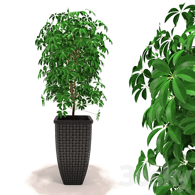 Scheffler – Schefflera 3DSMax File - thumbnail 1