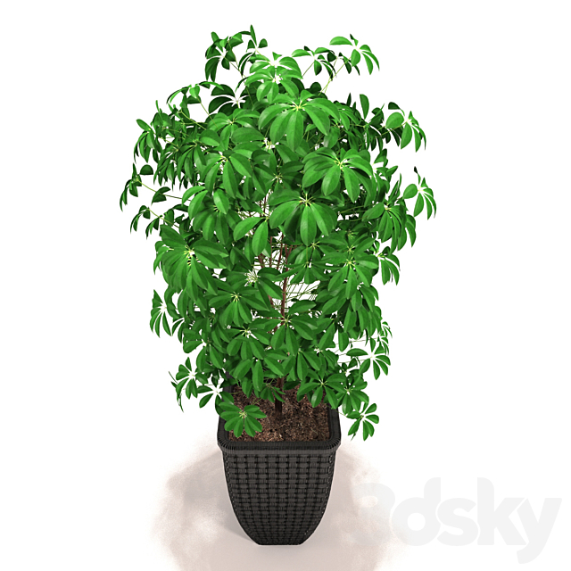 Scheffler – Schefflera 3DSMax File - thumbnail 2