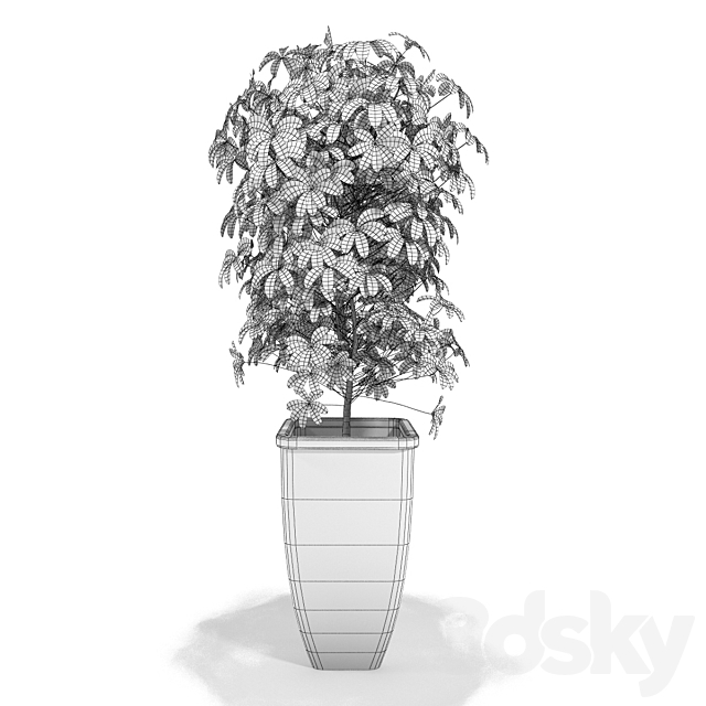 Scheffler – Schefflera 3DSMax File - thumbnail 3