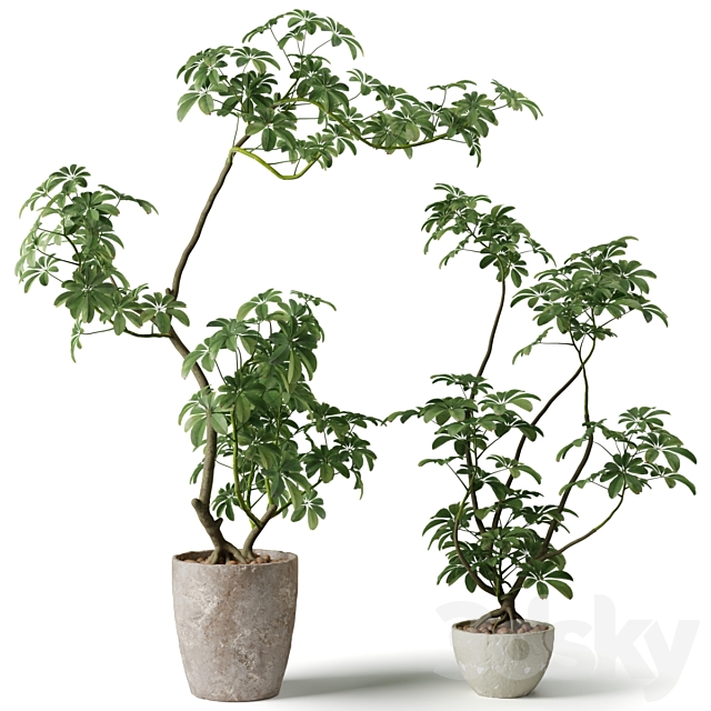 Schefflera houseplant 3ds Max - thumbnail 1