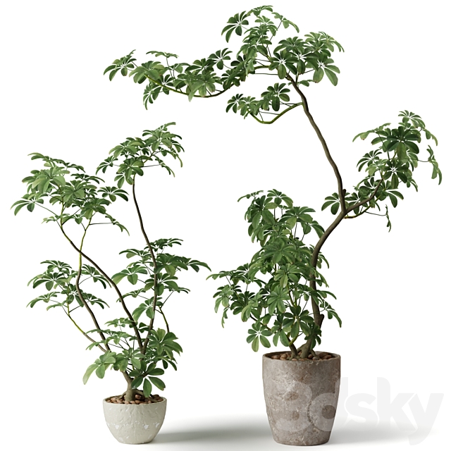 Schefflera houseplant 3ds Max - thumbnail 2