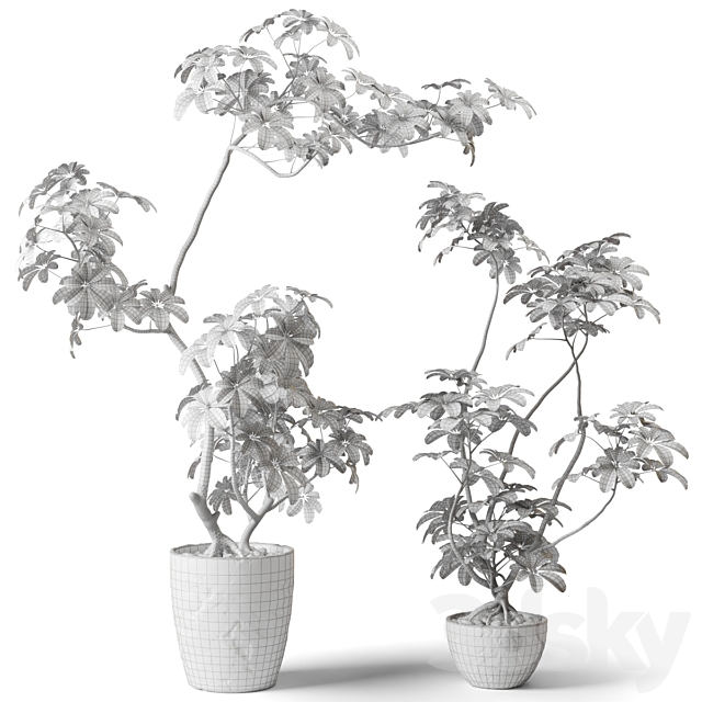 Schefflera houseplant 3ds Max - thumbnail 3