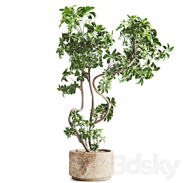 schefflera plant in Stone Pot 3ds Max - thumbnail 1