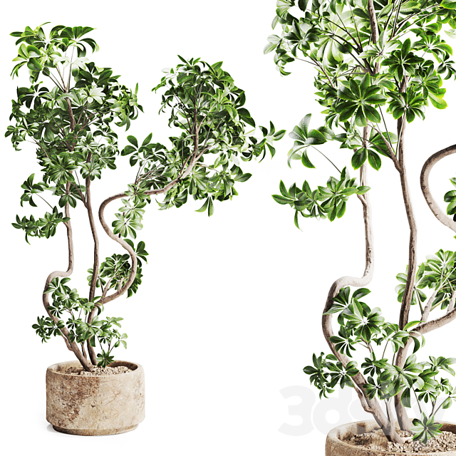 schefflera plant in Stone Pot 3ds Max - thumbnail 2