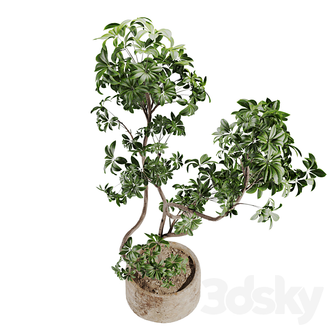 schefflera plant in Stone Pot 3ds Max - thumbnail 3