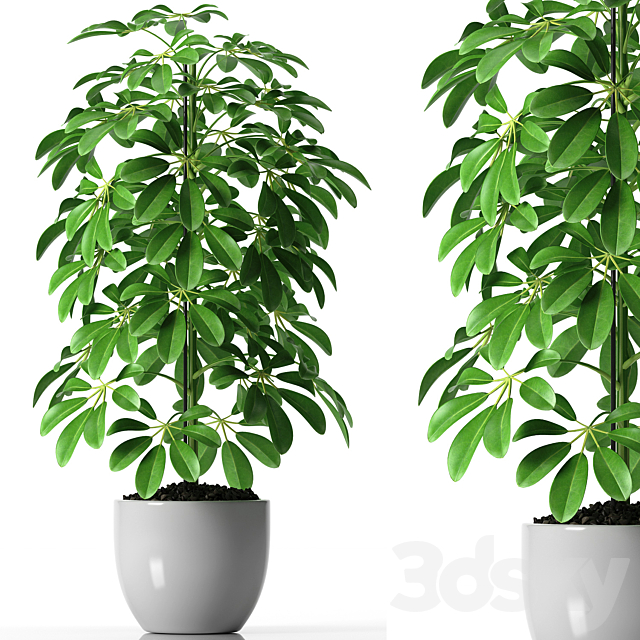 SCHEFFLERA PLANTS 35 3DSMax File - thumbnail 1