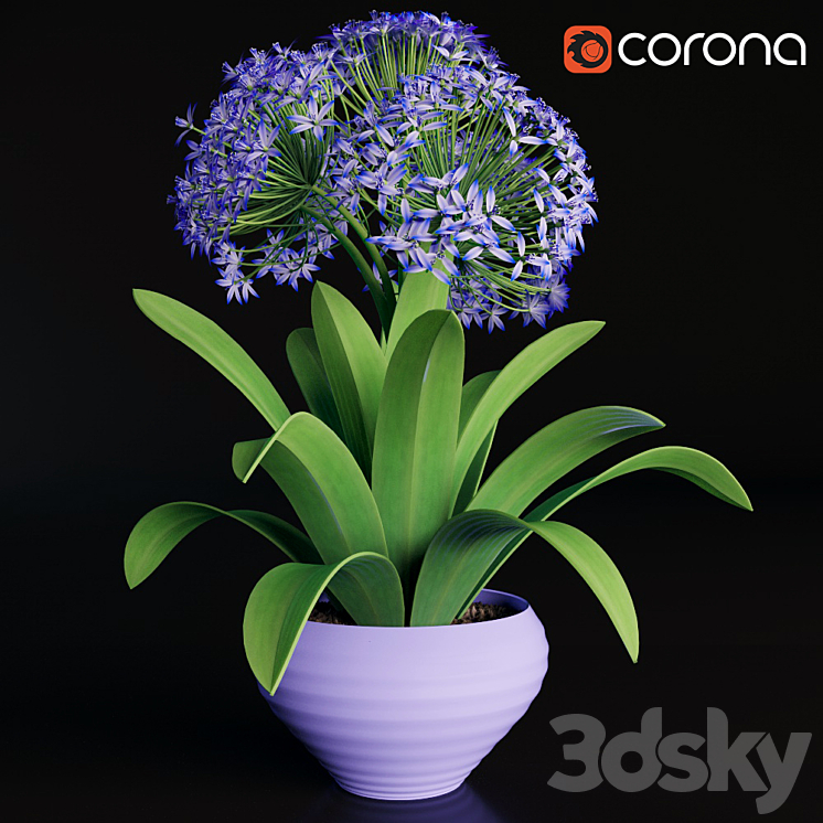 Scilla peruviana 3DS Max - thumbnail 1