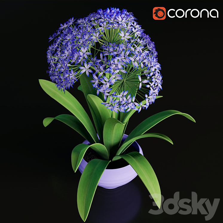 Scilla peruviana 3DS Max - thumbnail 2