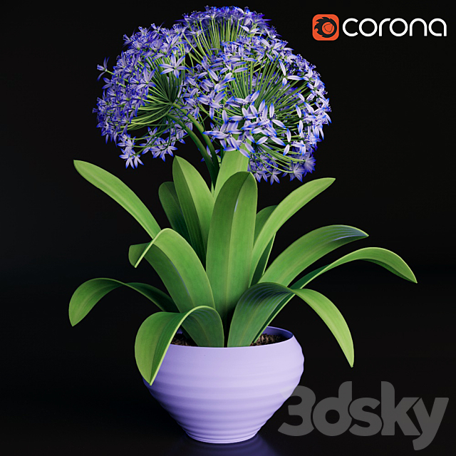 Scilla peruviana 3DSMax File - thumbnail 1