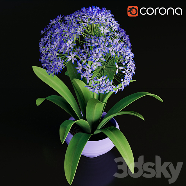 Scilla peruviana 3DSMax File - thumbnail 2