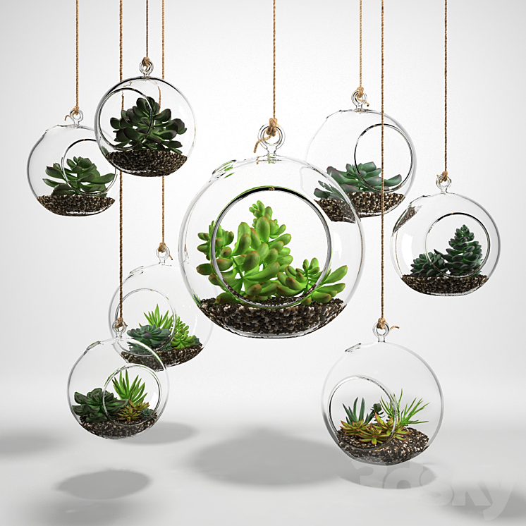 Sedum in a glass bowl 3DS Max - thumbnail 1