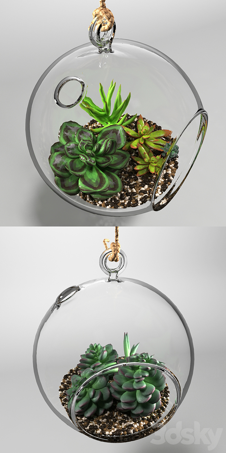 Sedum in a glass bowl 3DS Max - thumbnail 2