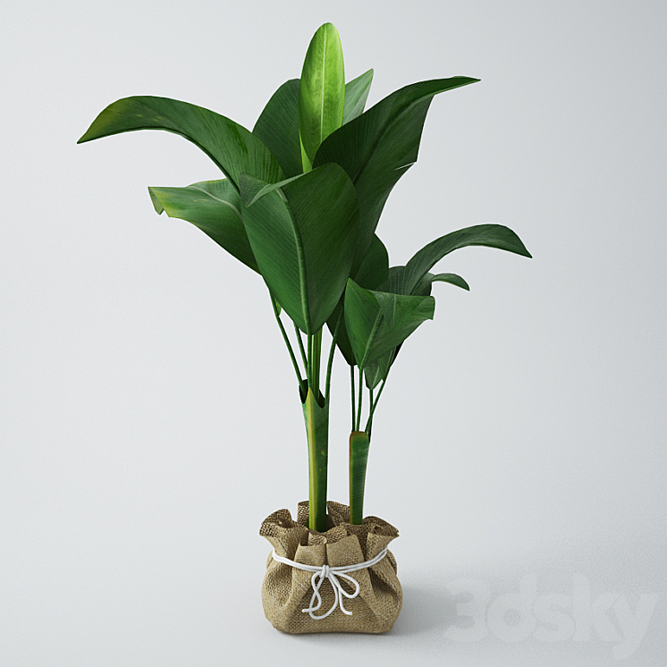 Seedling of bananas 3DS Max - thumbnail 1