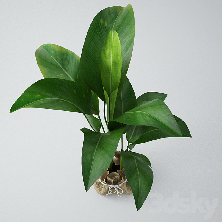 Seedling of bananas 3DS Max - thumbnail 2