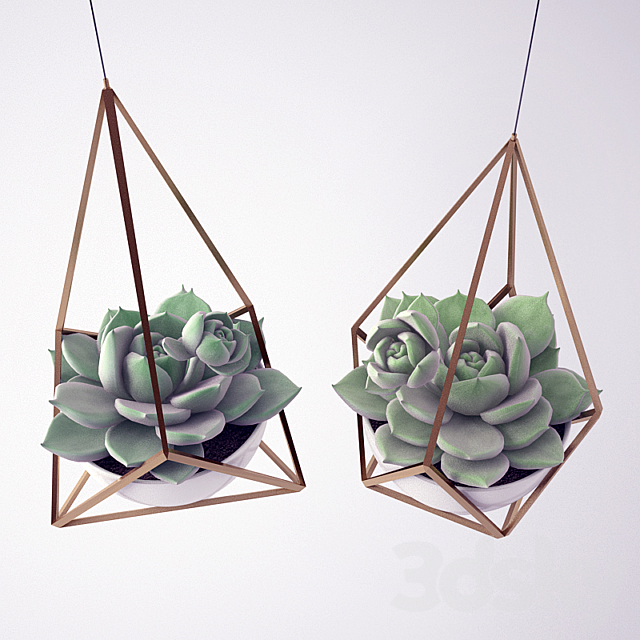 Sempervivum _ Stone Rose _ young 3DSMax File - thumbnail 2