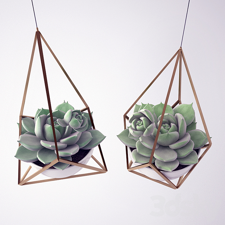 Sempervivum \/ Stone Rose \/ young 3DS Max - thumbnail 2