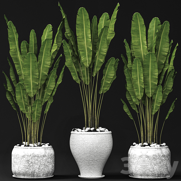 Set of banana trees Strelitzia pot bush flowerpot decorative 3DS Max Model - thumbnail 1