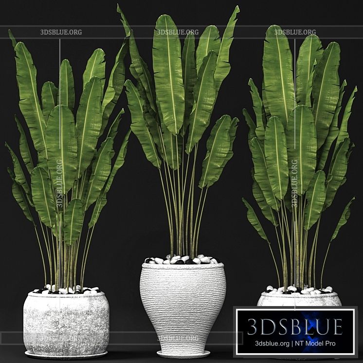 Set of banana trees Strelitzia pot bush flowerpot decorative 3DS Max - thumbnail 3