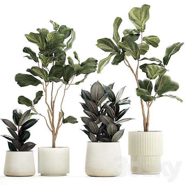 Set of beautiful trees in pots Ficus lyre Ficus Lyrata and Ficus elastica Ficus Robusta. 1244 3ds Max - thumbnail 1