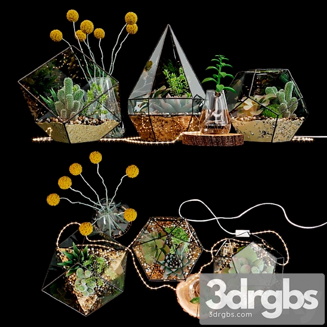 Set of florariums - thumbnail 1