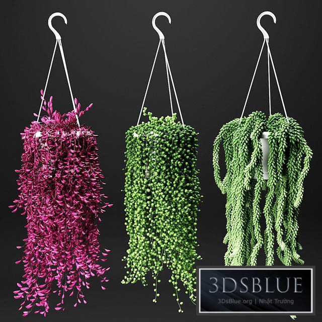 Set of hanging plants in hanging flower pots 3DS Max - thumbnail 3