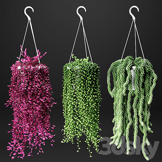 Set of hanging plants in hanging flower pots 3DSMax File - thumbnail 1