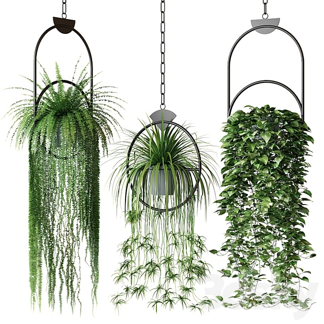 Set of hanging plants in hanging planters 2 3DSMax File - thumbnail 1